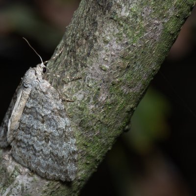 Epirrita sp., Kamenný vrch