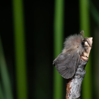 Megalophanes sp., PR Kamenný vrch