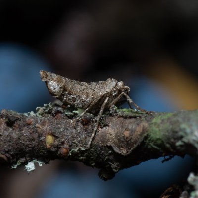 Agriopis bajaria (tmavoskvrnáč třešňový), PR Kamenný vrch