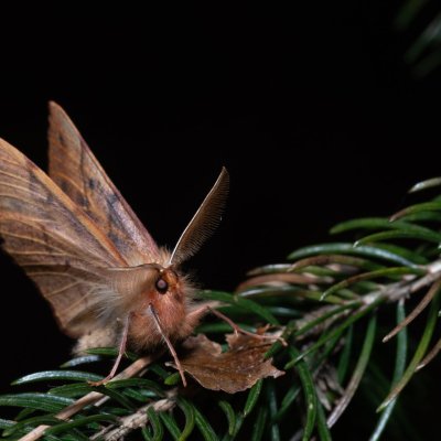 Colotois pennaria (zejkovec pozdní), Žebětín