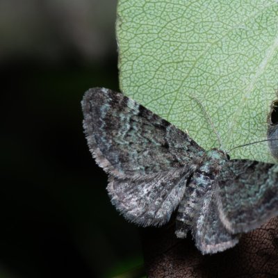 Pasiphila rectangulata (píďalička jabloňová), PR Kamenný vrch