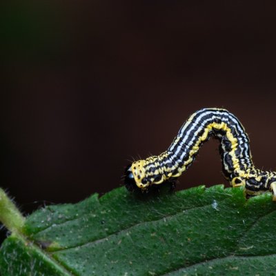Abraxas sylvata (skvrnopásník jilmový), jeskyně Výpustek