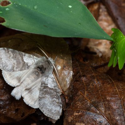 Calliteara pudibunda (štětconoš ořechový), Augšperský potok