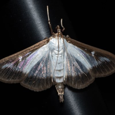 Cydalima perspectalis (zavíječ zimostrázový), HR, Jablanac