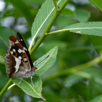 Apatura iris (batolec duhový), SK, Štôla