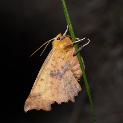 Ennomos autumnaria (zejkovec podzimní), NPP Na Adamcích