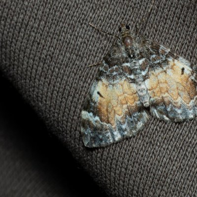 Dysstroma truncata (píďalka borůvková), Nebovidy