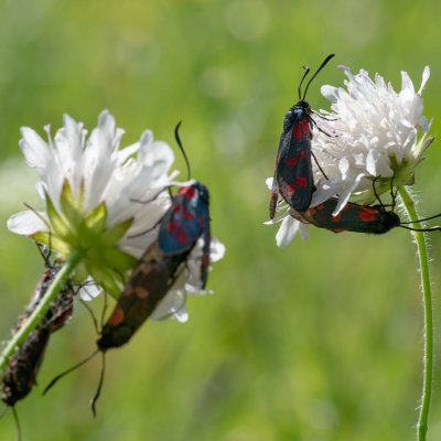 Zygaena filipendulae (vřetenuška obecná), PR Kamenný vrch
