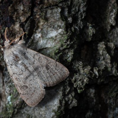Orthosia cerasi (jarnice lipová), Žebětín