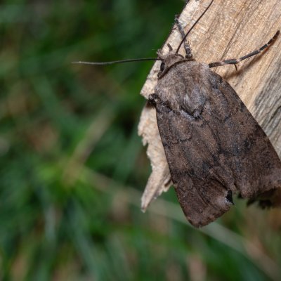 Agrotis cinerea (osenice popelavá), PR Kamenný vrch