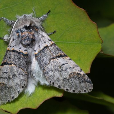 Furcula bifida (hranostajník osikový), Hády
