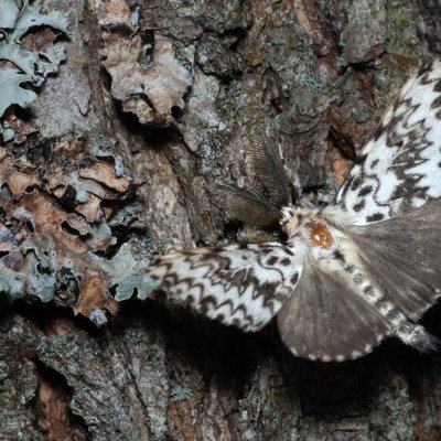 Lymantria monacha (bekyně mniška), Žebětín