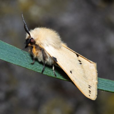 Spilosoma lutea (přástevník bezový), PP Střelický les