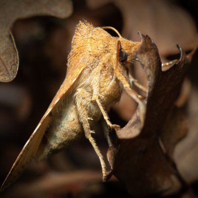 Jodia croceago (zlatokřídlec vzácný), Augšperský potok