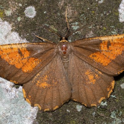 Angerona prunaria (zejkovec trnkový), NPP Jeskyně Pekárna