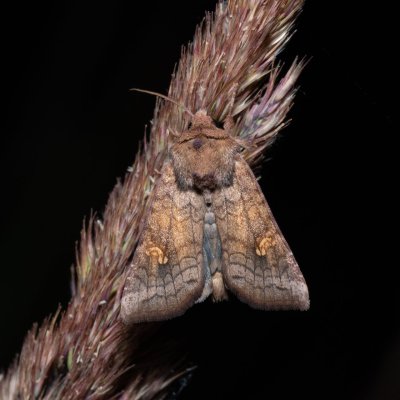 Amphipoea fucosa (travařka luční), Devět křížů