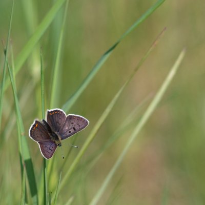 Lycaena tityrus (ohniváček černoskvrnný), NP Podyjí