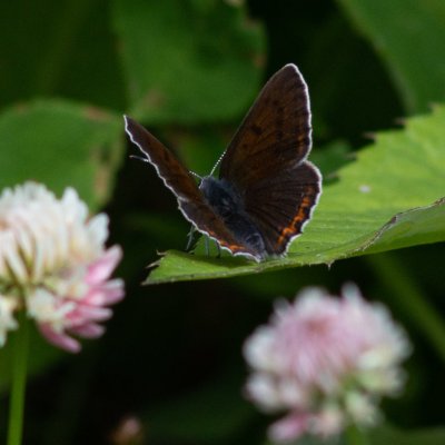 Lycaena hippothoe (ohniváček modrolemý), SK, u PR Brezina, Tatry