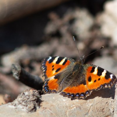 Aglais urticae (babočka kopřivová), PP Augšperský potok