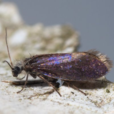 Eriocrania semipurpurella (drobnokřídlík jarní), Henčov