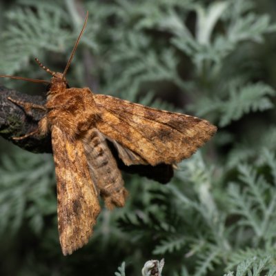 Conisania luteago (můra žlutavá), NPP Pouzdřanská step - Kolby