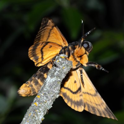 Acherontia atropos (lišaj smrtihlav), Hády
