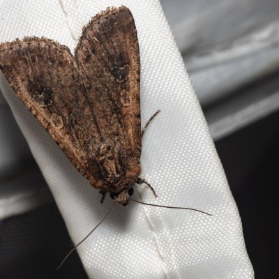 Peridroma saucia (osenice cizokrajná), GR, Makrata, Korfu