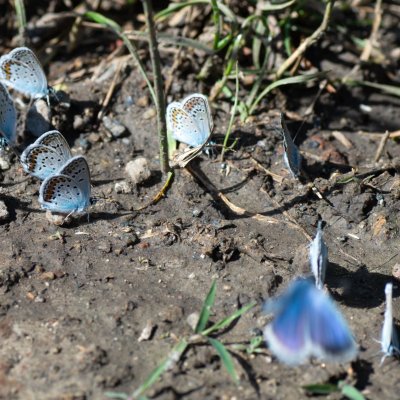Plebejus argus (modrásek černolemý), PP Černice