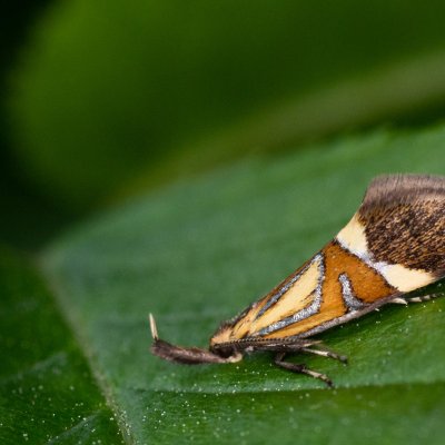 Alabonia staintoniella (krásněnka jarní), Žebětín
