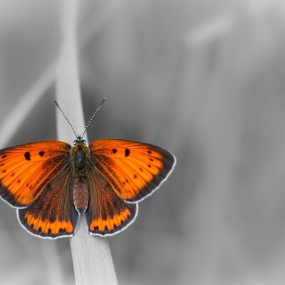 Lycaena dispar (ohniváček černočárný), Podkomorské lesy