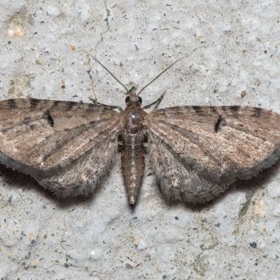 Eupithecia assimilata (píďalička chmelová), Popůvky