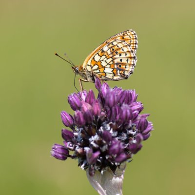 Brenthis hecate (perleťovec dvouřadý), NPR Čertoryje