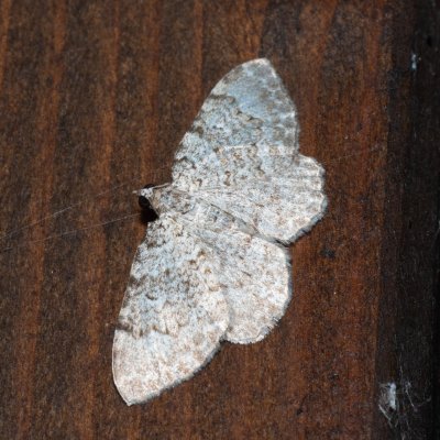 Camptogramma scripturata (-), HR, Krasno