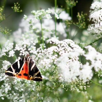 Euplagia quadripunctaria (přástevník kostivalový), Helenčina studánka