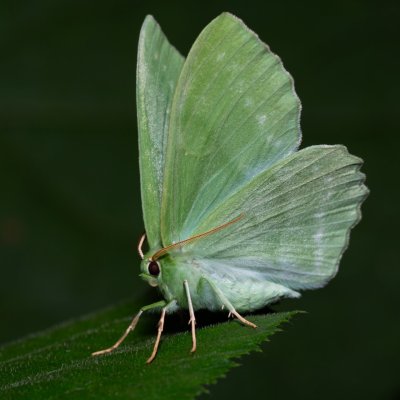 Geometra papilionaria (zelenopláštník březový), Kateřinská jeskyně