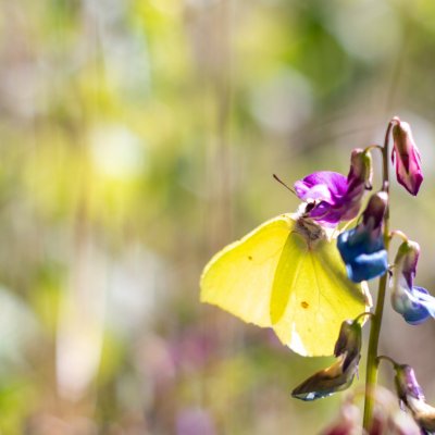 Gonepteryx rhamni (žluťásek řešetlákový), Žebětín