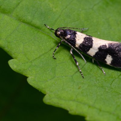 Denisia augustella (-), Hády