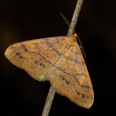 Agriopis aurantiaria (tmavoskvrnáč zlatavý), Kamenný vrch