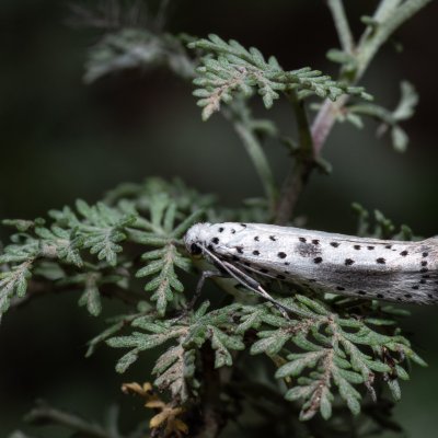 Yponomeuta irrorella (předivka švestková), NPP Pouzdřanská step - Kolby