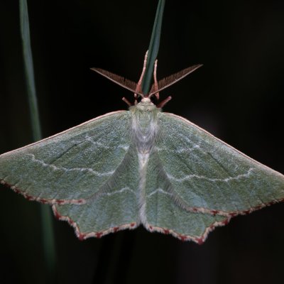 Thalera fimbrialis (zelenopláštník mateřídouškový), Havranické vřesoviště