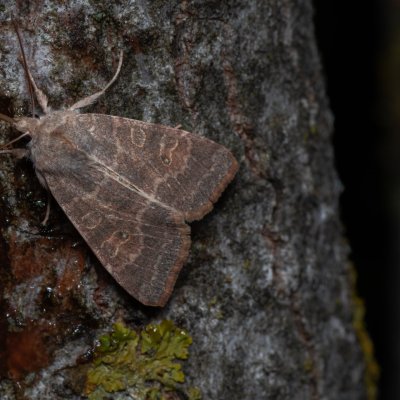 Xanthia ocellaris (zlatokřídlec topolový), Hády - odkaliště