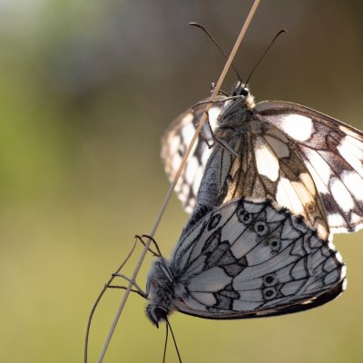 Melanargia galathea (okáč bojínkový), PP Skalky u Sedlece