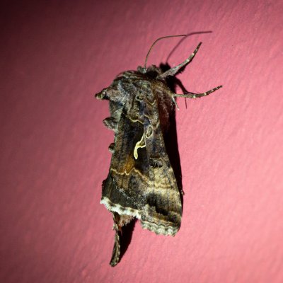 Autographa gamma (kovolesklec gama), Žebětín