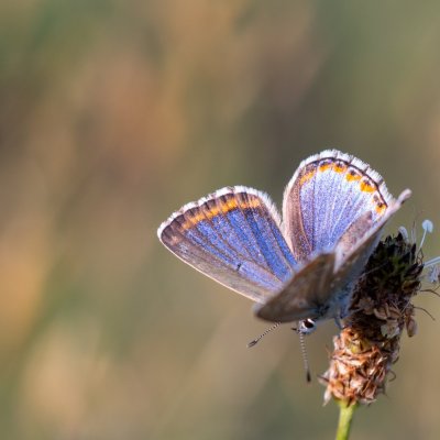 Polyommatus bellargus (modrásek jetelový), PR Kamenný vrch