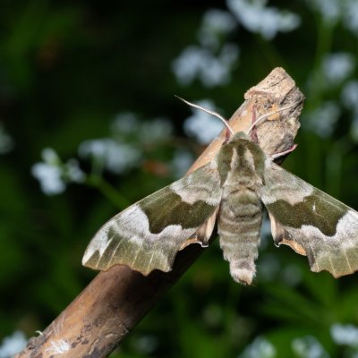 Mimas tiliae (lišaj lipový), Augšperský potok