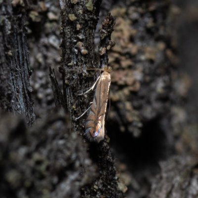 Phyllonorycter quercifoliella (-), Žebětín