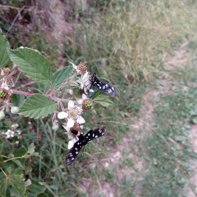 Amata phegea (běloskvrnáč pampeliškový), Horákův žleb