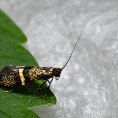 Nemophora associatella (-), Kateřinská jeskyně