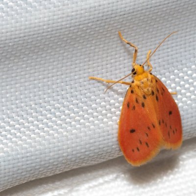 Miltochrista parallelina (-), TH, Khao Sok