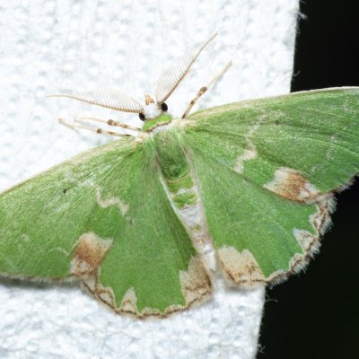 Comibaena bajularia (zelenopláštník dubový), Augšperský potok